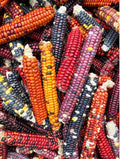 60 Painted Mountain Ornamental Corn Seeds (Organic) | Rainbow Gem Indian Maize Dent Corn Untreated Vegetable Seed