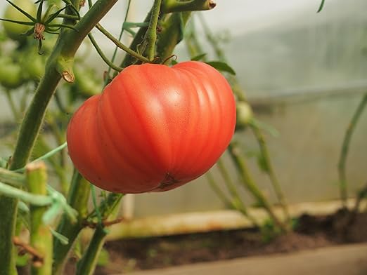Hyr Brix Serious Fertilizer TF-5 Tomato Fertilizer 5-8-10 (5 LBS) - Maximize Production Prevent Disease All Purpose Fertilizer