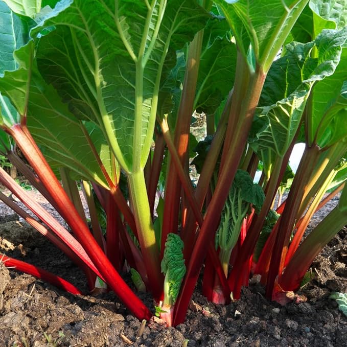 Rhubarb Plant for Planting Red Rhubarb Root Plant Well Rooted 4-6 Inc Cold Hardy Perennial Vegetable for Indoor Outdoor Garden