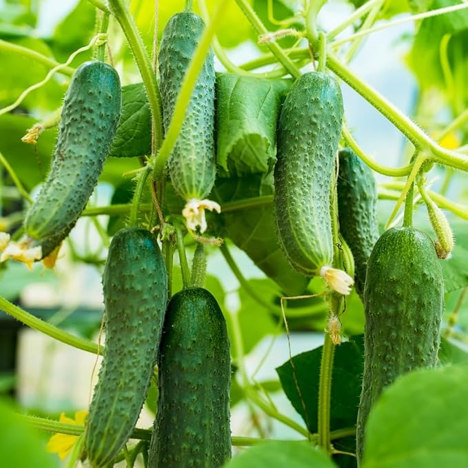 Cucumber Plants Live 6-8 Inches Tall in 4 Inch Pot 2 Plants Per Pot Vegetable Plants for Garden or Containers
