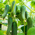 Cucumber Plants Live 6-8 Inches Tall in 4 Inch Pot 2 Plants Per Pot Vegetable Plants for Garden or Containers
