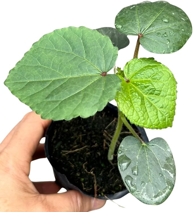 Set 2 Live Green Okra Plants 4 to 6 Inches Tall 4 Inches Pot Okra Vegetable Plants Live Potted for Planting Outdoor