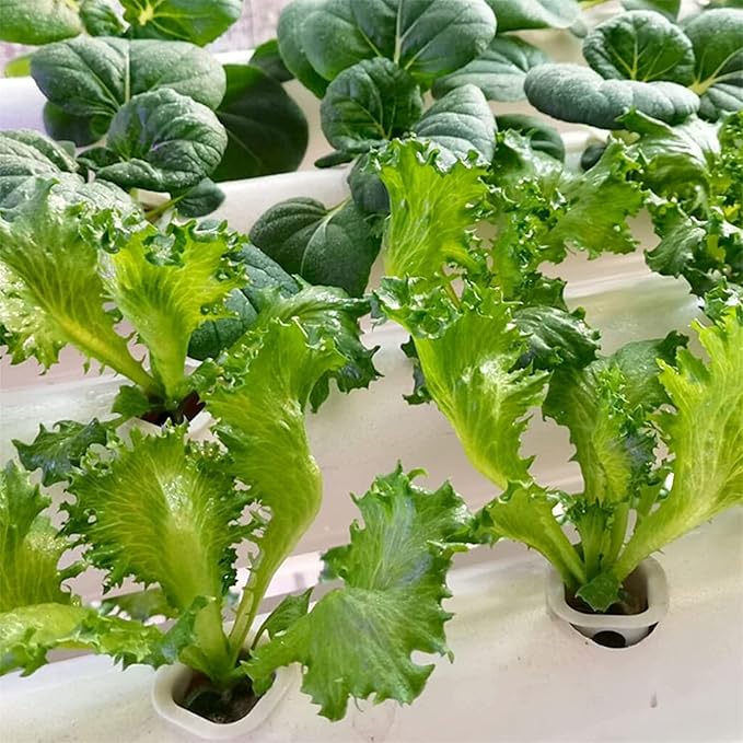 72-Holes Hydroponic Grow Kit Water Culture System with Water Pump &amp Pump Timer Hydroponic Growing System for Leafy Vegetables