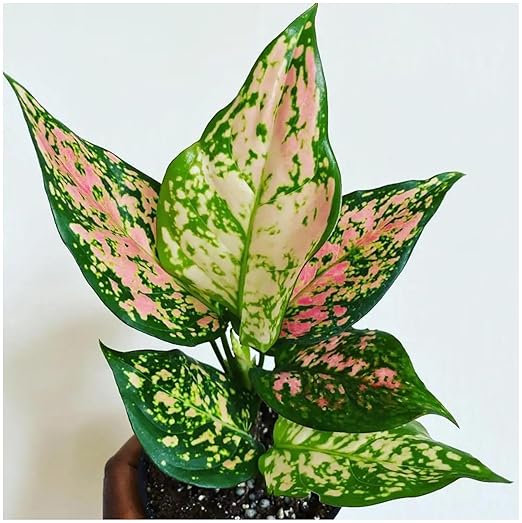 Professional Nursery Grade Aglaonema Fertilizer 4 LB Six Month Slow Release Chinese Evergreen Plant Food