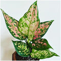 Professional Nursery Grade Aglaonema Fertilizer 4 LB Six Month Slow Release Chinese Evergreen Plant Food