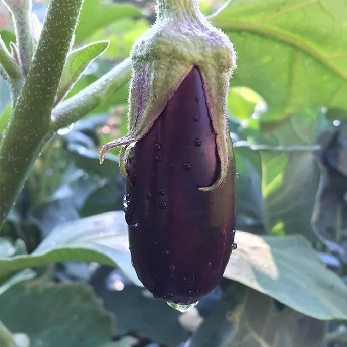 Long Purple Eggplant Garden Seeds - 1 Lbs ~98560 Seeds - Non-GMO Heirloom Vegetable Gardening Seed - Egg Plant - Solanum melongena