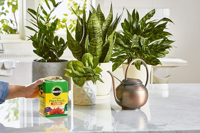Miracle-Gro Water Soluble All Purpose Plant Food - Fertilizer For All Indoor or Outdoor Plants including Roses Flowers Vegetables Houseplants Trees and Shrubs 1.5 lbs. (6-Pack)