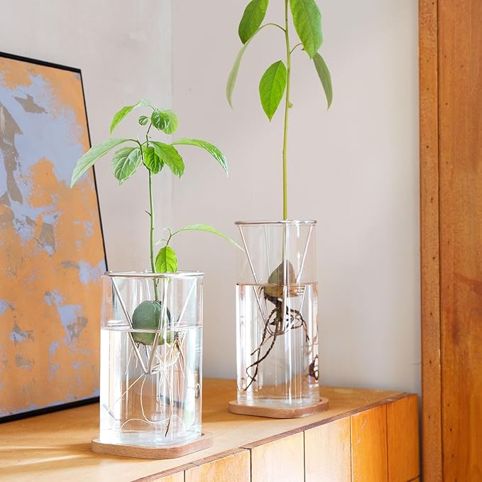 2 Pack Avocado Vase Grow Glass Avocado Seed Starter Vase Large Pit Propagation Kit Hydroponic Rooting Sprout Set