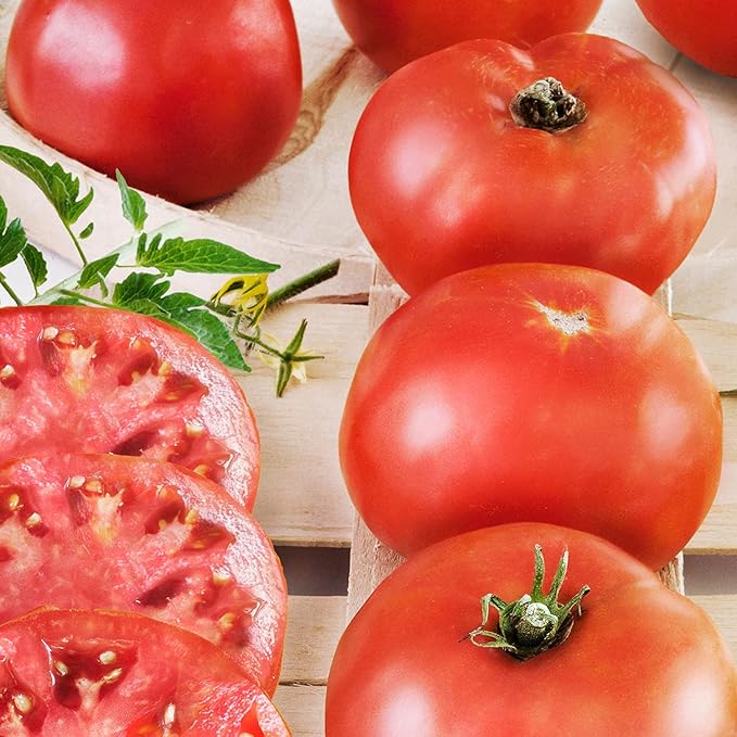 Bonnie Plants Big Boy Tomato Live Vegetable Plants - 4 Pack 6 - 10 Ft. Plants 16 - 32 Oz. Tomato Size