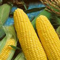 Jubilee Hybrid Corn Garden Seeds (Treated) - 25 Lb Bulk - Non-GMO Vegetable Gardening Seeds - Microgreens Shoots