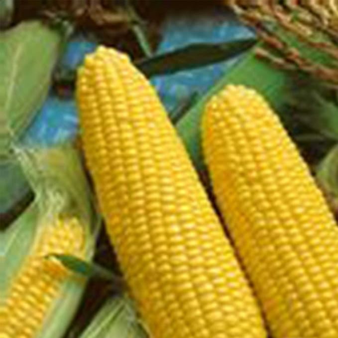 Jubilee Hybrid Corn Garden Seed (Treated) - 5 Lb ~10400 Seeds - Non-GMO Vegetable Gardening Seeds - Microgreens Shoots