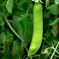 Early Frosty Pea Garden Seeds - 25 Lbs Bulk ~45000 Seeds - Non-GMO Heirloom Vegetable Gardening &amp Micro Greens Shoots Seed