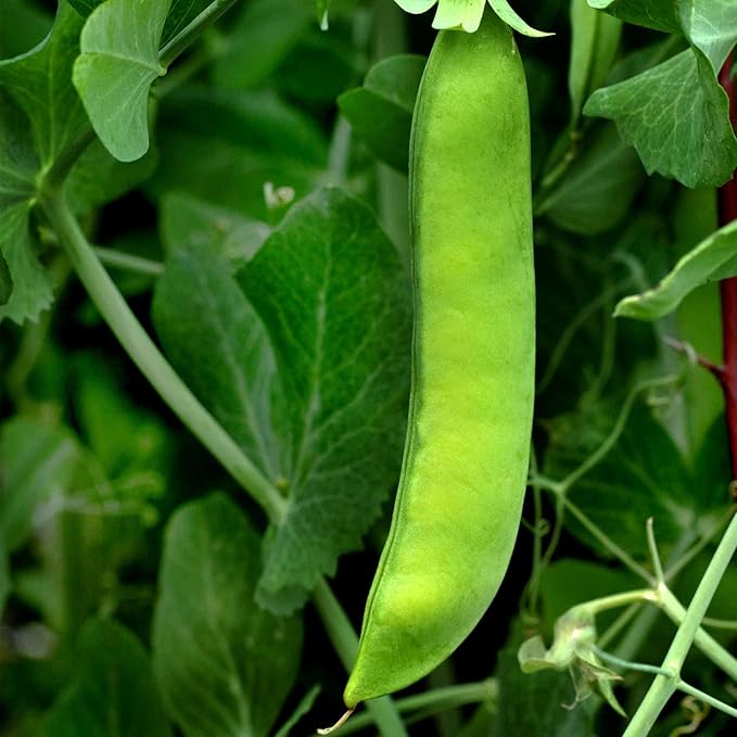 Early Frosty Pea Garden Seeds - 5 Lb ~9000 Seeds - Non-GMO Heirloom Vegetable Gardening &amp Micro Greens Shoots Seed