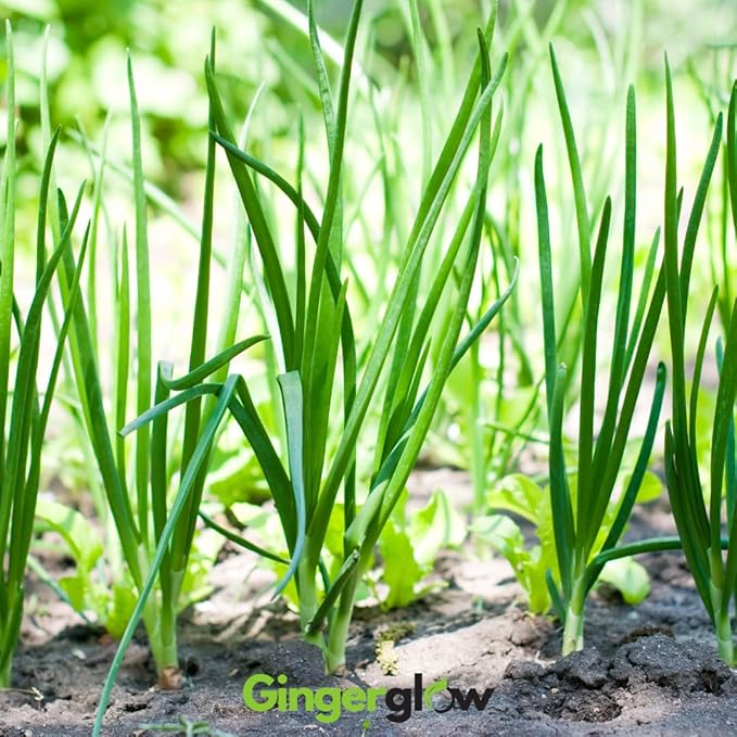 12 Egyptian Walking Onion Plants Start for Planting 4-8 Inch Tall Heirloom Non GMO High Yield Live Vegetable Plants Not Bulbs