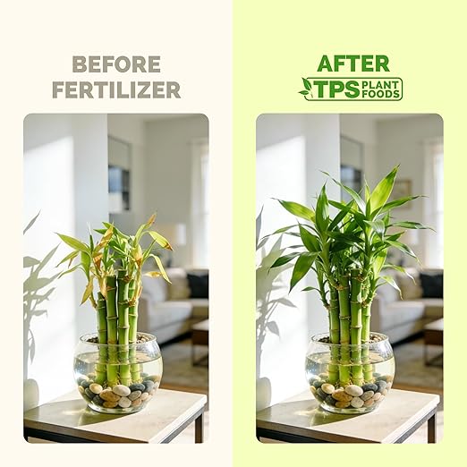 Lucky Bamboo Fertilizer Complete Liquid Lucky Bamboo Plant Food 32 oz (1 Quart)