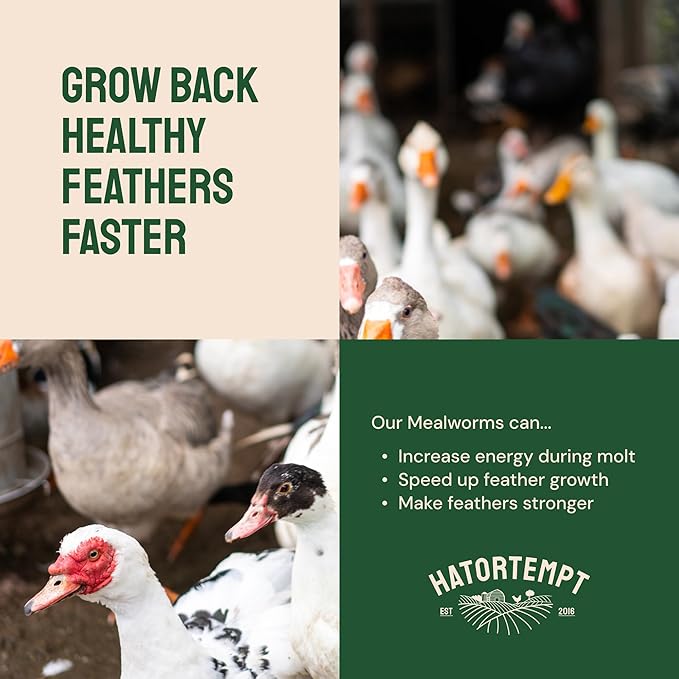 Hatortempt 1.8lb Dried Mealworms for Wild Birds - 50% Protein Meal Worms for Wild Birds - Attracts Bluebirds Starlings Wrens Woodpeckers Cardinals and Robins