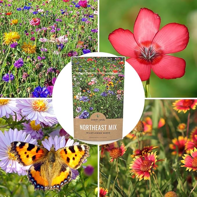 Sweet Yards - Northeast Wildflower Seed Regional Mixes - Bulk 1/4 Pound Bag - Over 30000 Native Seeds - Open Pollinated and Non GMO Varieties for New York Virginia Pennsylvania Maine and More!
