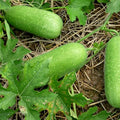 Gourd Seeds - Lai Jud - Hybrid - 1 Oz ~140 Seeds - Non-GMO F1 Hybrid - Asian Garden Vegetable