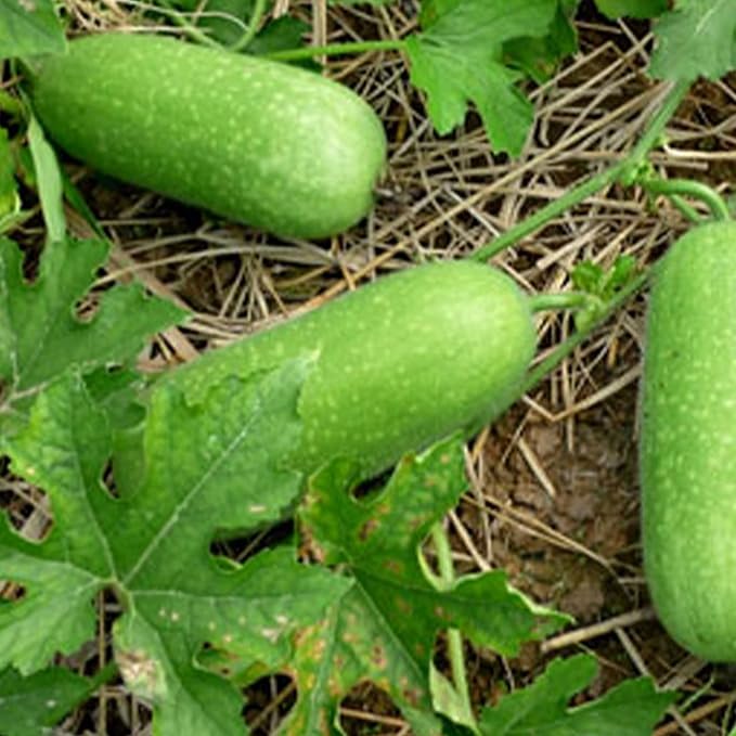 Gourd Seeds - Lai Jud - Hybrid - 1 Oz ~140 Seeds - Non-GMO F1 Hybrid - Asian Garden Vegetable