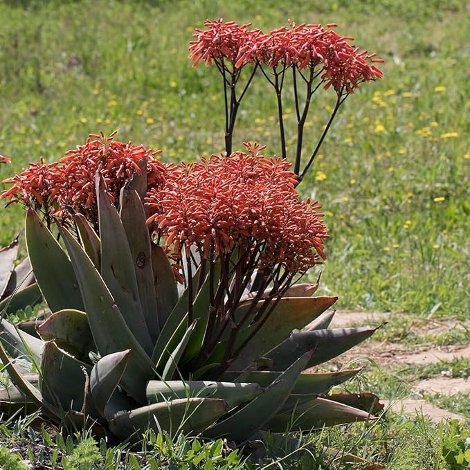 Coral Aloe Plants (Aloe striata) - Live Succulent with Striking Pink Edges and Smooth Flat Leaves for Indoor/Outdoor Gardening (2 Coral Aloe sacs)