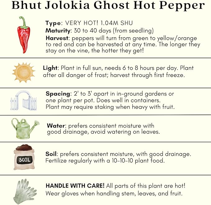 Clovers Garden Ghost Bhut Jolokia Pepper Plants - Two (2) Live Plants – Non-GMO - Not Seeds - Each 4 to 8 Tall – in 4 Inch Pots - High Yield 1M+ SHU