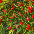 2 Pequin Hot Pepper Plants Live in 2.5 Inch Pot for Planting Outdoor 2 Plants in 1 Pot