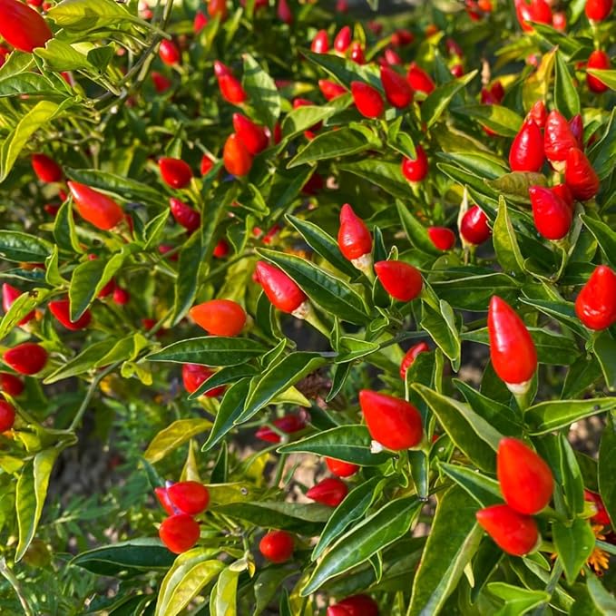 2 Pequin Hot Pepper Plants Live in 2.5 Inch Pot for Planting Outdoor 2 Plants in 1 Pot