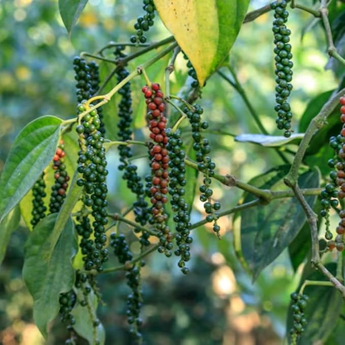 Black Pepper Plant Live 4 to 6 Inches Tall Live Pepper Plant Piper Nigrum Live Plant Herb Plant for Garden