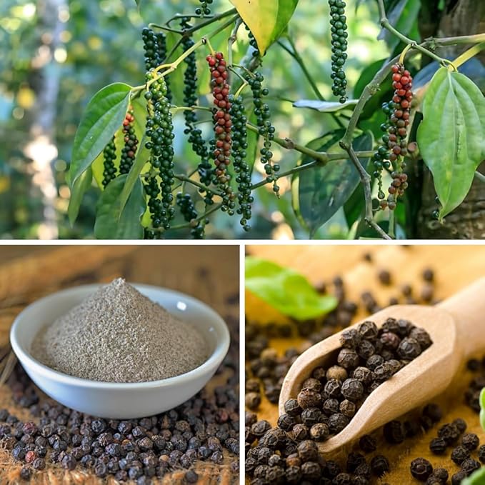 Black Pepper Plant Live Black Pepper Tree Plant Piper Nigrum Plants 4 to 6 Inches Tall Edible Herb for Indoor Outdoor Garden