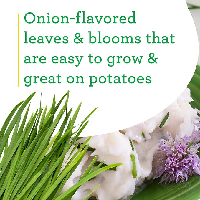 Bonnie Plants Onion Chives - 4 Pack Live Plants Perennial in Zones 3 - 10 Non-Gmo Great for Salads Soups Potatoes &amp More