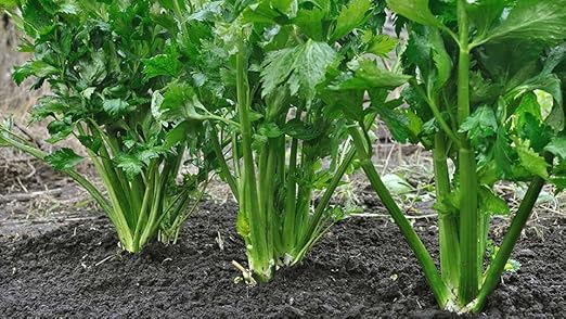 Organic Seedling Fertilizer 1 Gal CDFA Organic Registered. Plant Care Fertilizer for Vegetable Gardens Like Tomato Cucumber Beans Carrots and All Other Plants