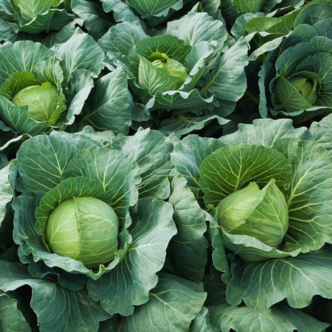 Cabbage Plant Live for Gardening Cabbage Live Plants Vegetable Plant Pot from 3 Inc Tall 4 Inc Pot