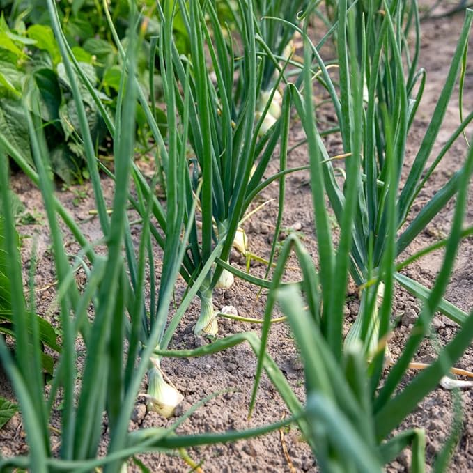 10 Egyptian Walking Onion Plants Live for Planting Outdoors 4-8 Inch Tall High Yield Fast Growing