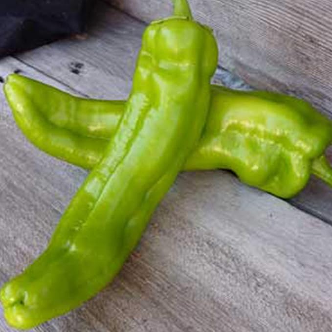 Organic Anaheim Hot Chili Pepper - 1 OZ ~3360 Seeds - Organic Heirloom Non-GMO Open Pollinated Vegetable Gardening Seeds - AKA: New Mexico Chili or New Mexican Chili