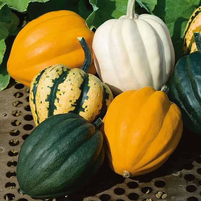 Eden Brothers Squash (Winter) Seeds - Autumn Acorn Blend Non-GMO Seeds for Planting 1 oz | Low-Maintenance Vegetable Seeds Plant During Warm Season Zones 10 3 4 5 6 7 8 9