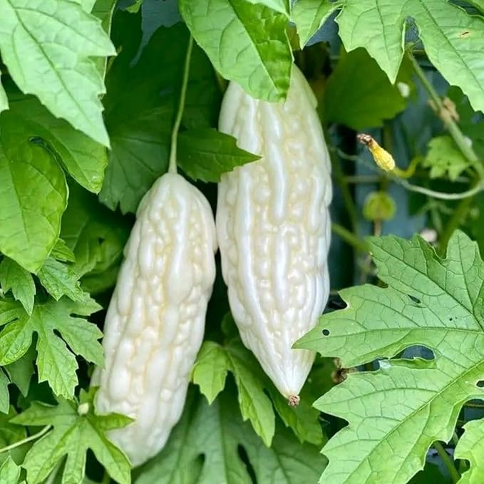 White Jade Bittermelon Live Plant Rare White Bitter Melon Vine Edible Vegetable Starter for Planting 6-8 Inches Tall in 4 Inch Pot