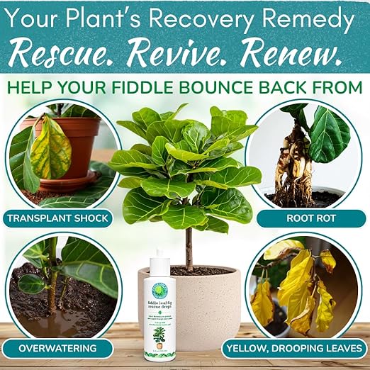 Fiddle Leaf Fig Rescue Drops – Treats Root Rot Brown Spots Leaf Drop &amp Stress | Immune Boosting Liquid Formula Concentrate | Easy to Use | Safe for All Tropical Plants | 3.3 oz | Made in USA
