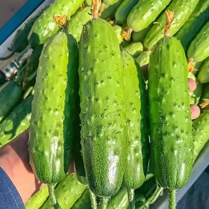2 Cucumber Plants Live Live Green Cucumber Plants Potted 3 to 5 Inches Tall 4 Inches Pot Vegetable Plants Gardening Planting