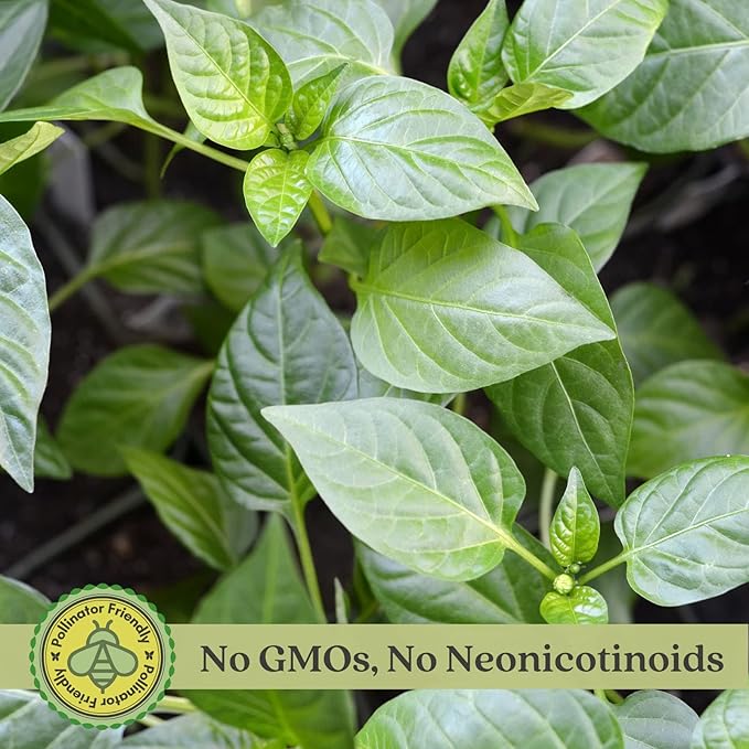 Clovers Garden Ghost Bhut Jolokia Pepper Plants - Two (2) Live Plants – Non-GMO - Not Seeds - Each 4 to 8 Tall – in 4 Inch Pots - High Yield 1M+ SHU