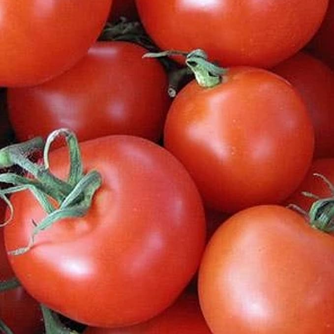 Homestead Tomato Seeds - 1 OZ ~7500 Seeds - Heirloom Open Pollinated Non-GMO Farm &amp Vegetable Gardening Seed