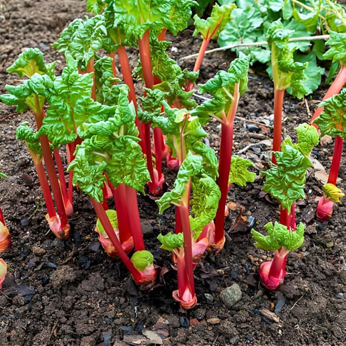 2 Large Rhubarb Crowns Plants for Planting Big Size 6-7 Inch Crown Large Stalk in First Year Hardy Heirloom Rhubarb Non GMO with Giant Red Stalk