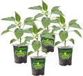 Bonnie Plants Yellow Bell Pepper Live Vegetable Plants - 4 Pack Non-Gmo 2 - 3' Plants 4.5 x 4 Pepper Size