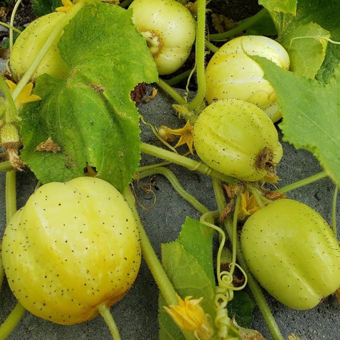2 Lemon Cucumber Plants Live 4-6 Tall Live Yellow Cucumber Plants Potted 4 Inches Pot Vegetable Plants for Outdoor Garden Planting