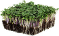 Spicy Micro Salad Mix Microgreens Seeds: 5 Lb - Bulk Non-GMO Seed Blend: Broccoli Kale Mustard Cabbage Arugula More