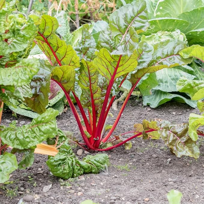 Rhubarb Plant for Planting Red Rhubarb Root Plant Well Rooted 4-6 Inc Cold Hardy Perennial Vegetable for Indoor Outdoor Garden