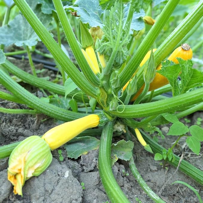 2 Yellow Zucchini Plants Yellow Summer Squash in 4 Inch Pots - 4-6 Inch Tall Live Vegetable Garden Plants