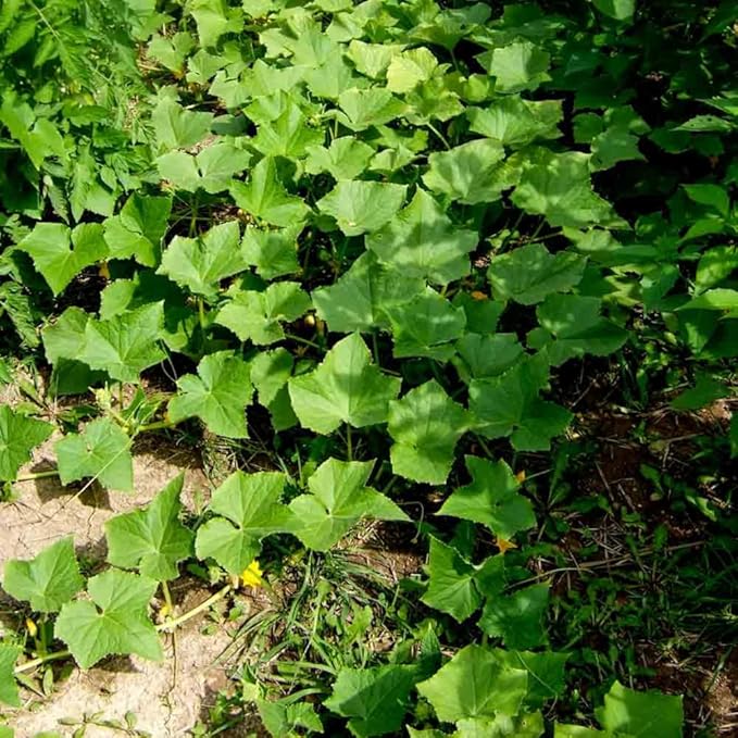 Lemon Cucumber Plants Live 6-8 Inches Tall in 4 Inch Pot 2 Plants Per Pot Vegetable Plants for Garden or Containers