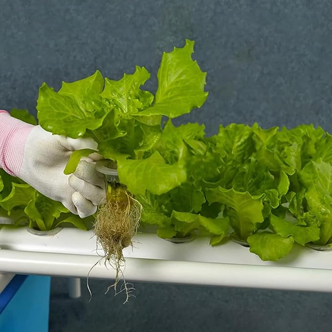 Rockwool Cubes for Hydroponics with Net Pots hydroponics Growing System Including 36 Plugs 36 Net Cups and 10m Self Watering Cotton Wick Cord for Supplies..