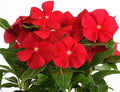 Vinca Flower Garden Seeds - Pacifica XP Series - Really Red - 1000 Seeds - Annual Flower Gardening Seed
