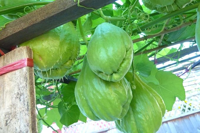 Chayote Squash Plant Live Chayote Plant Gallon Pot Vegetable Plant for Gardening Indoor Outdoor 7 to 9 Inc Tall